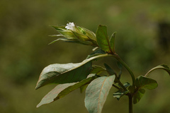 Asystasia mysorensis